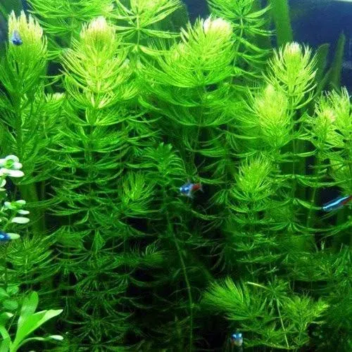 Aqualeaf Aquatics 3 Hornwort Bunch Plants for Ponds or Aquariums