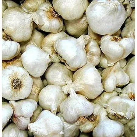 California Softneck Garlic Bulbs - 6 Bulbs