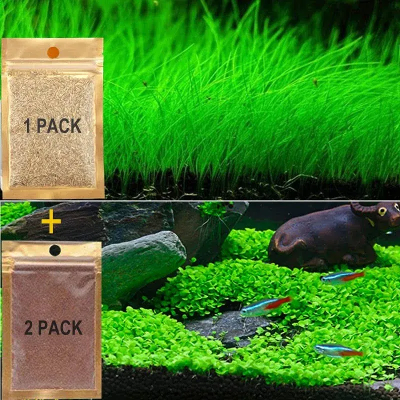 3 Pack Aquarium Plants See ds, Live Aquarium Grass See ds for Fish Tank Freshwater, Fast Growing Aquarium Mini Leaf & Hair Grass Small Pearl for Decorate Your Fish Tank.