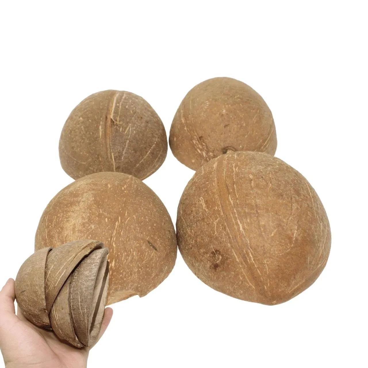 1031 Pk4  Half Shell Coconuts