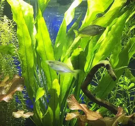 Greenpro 3-Bundles Amazon Sword | Echinodorus Amazonicus Live Aquarium Plants for ...