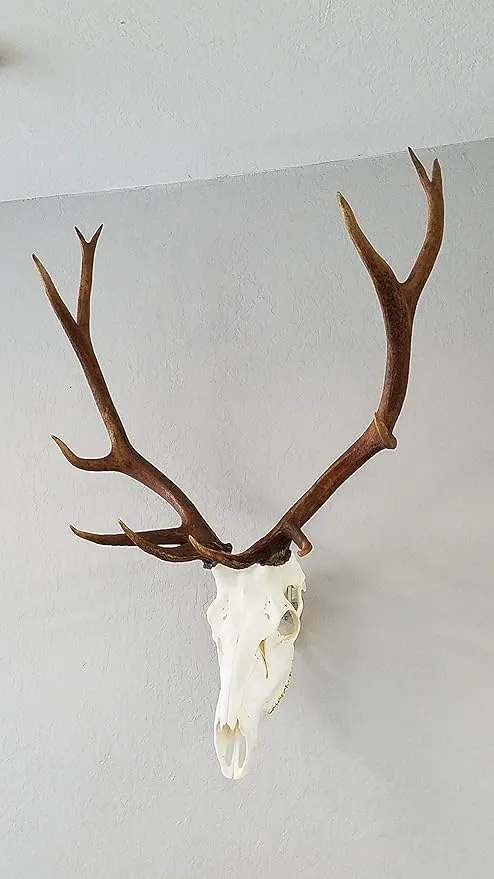 European Skull Hanger (Raging Bull)