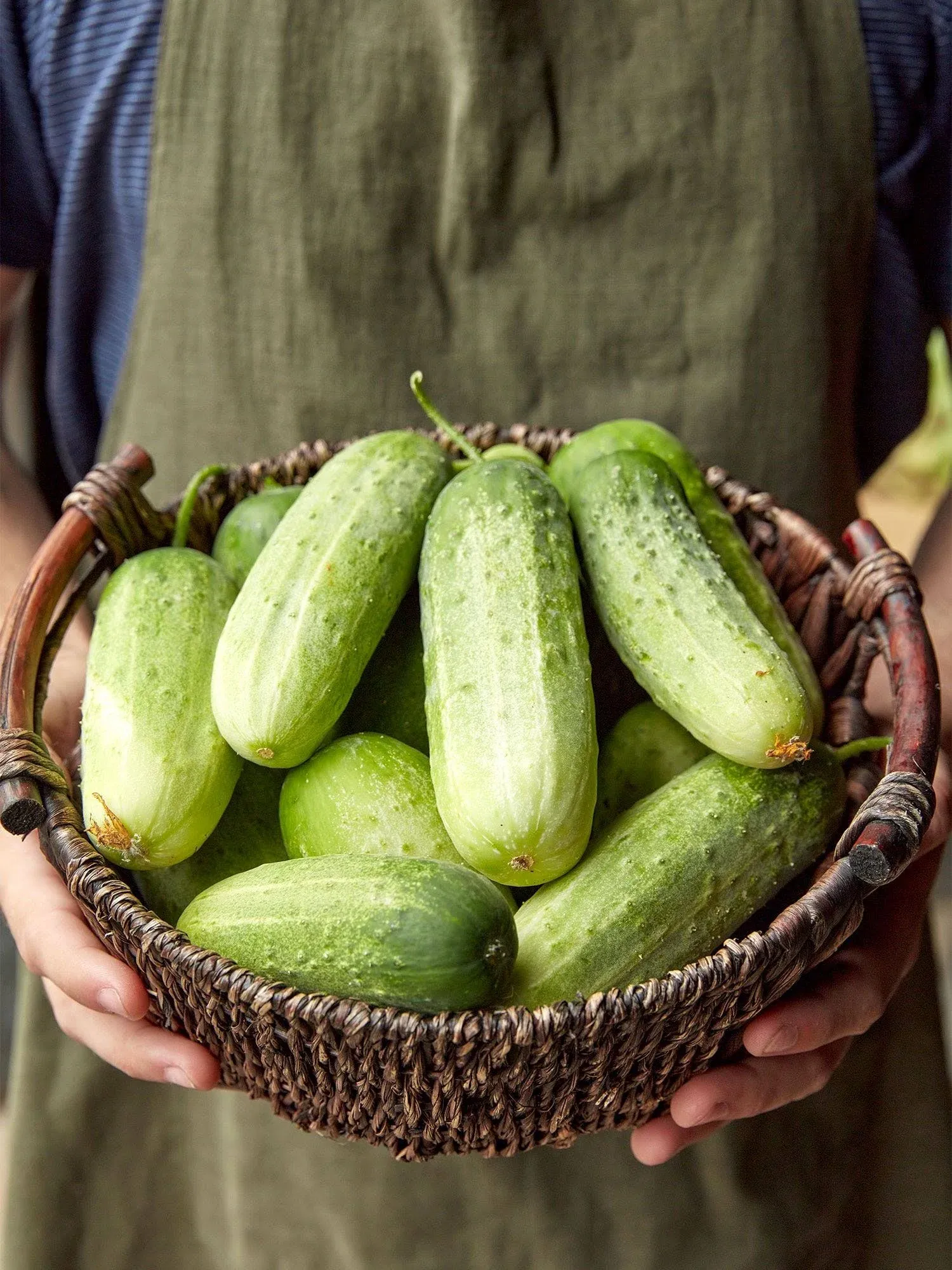 Burpee 'Pick-A-Bushel' Pickling Cucumber Seeds, 30 Non-GMO seeds