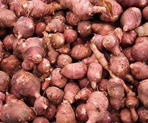 Three Red Jerusalem Artichoke Tubers (Organic) - Hardy Red Fuseau Variety - (Sunroot 'chokes or Sunchoke) by Yumheart Gardens