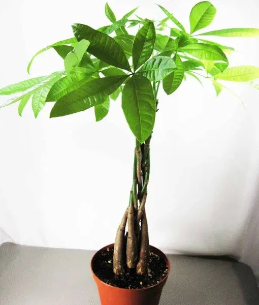 9GreenBox - Rare Mini Pachira Five Braided Tree Bring Luck Pachira Houseplant Bonsai