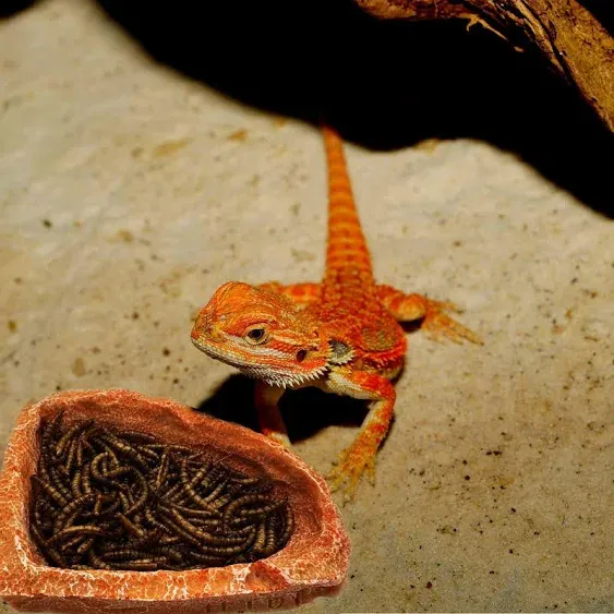 Reptile Water Dish Food Bowl Bearded Dragon Bowls, 2 Pack Reptile Food Bowl for Hermit Crab Bearded Dragon Lizard Gecko Frog Tortoise