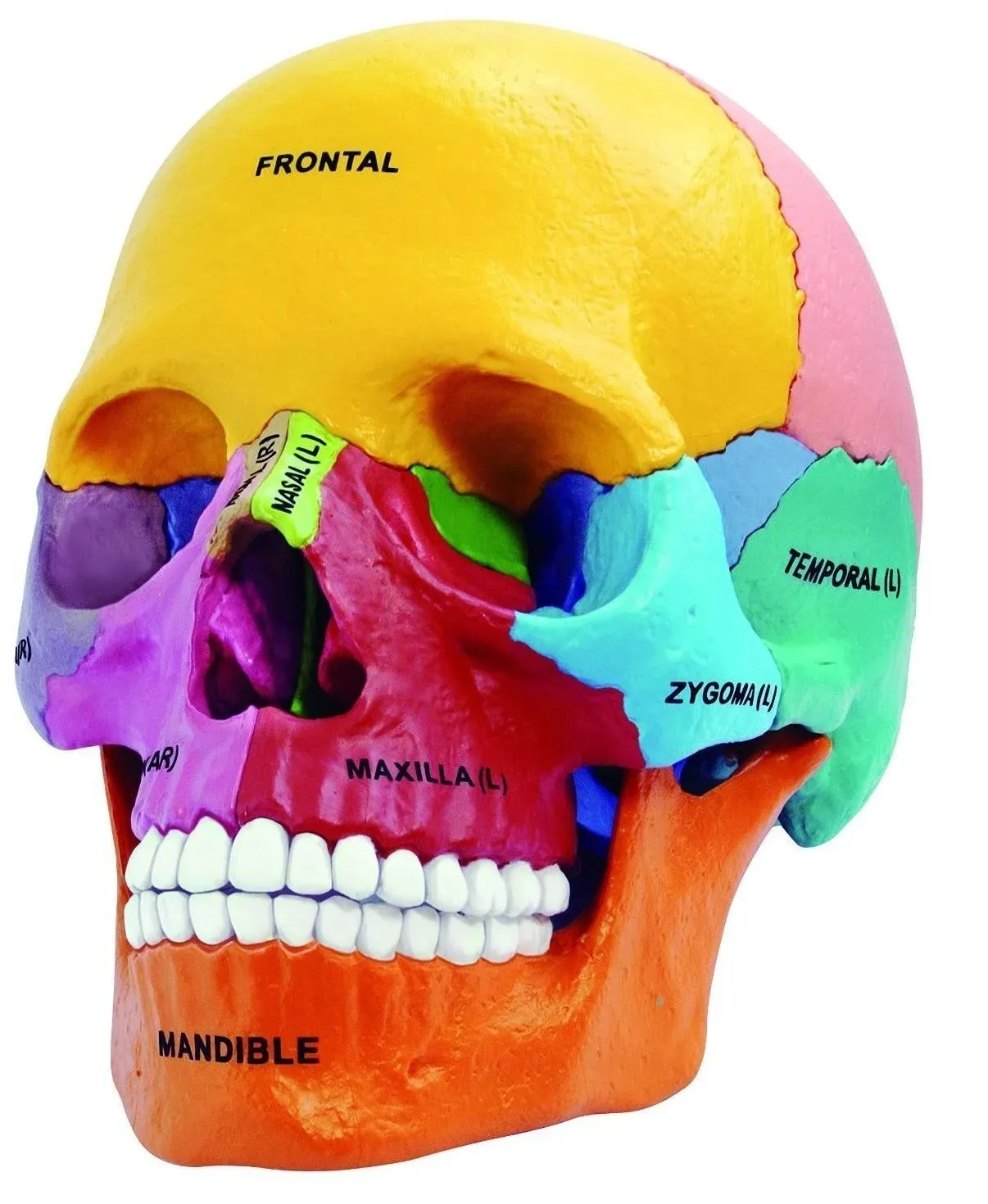 Tedco Toys 26087 4D Anatomy Didactic Exploded Skull Model