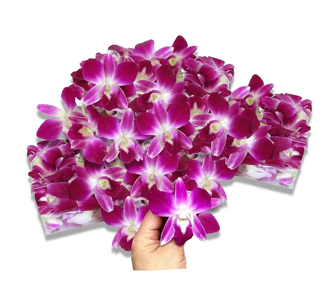 Prebook 100 Purple Sonia Bombay Fresh Cut Dendrobium Orchid Loose Bloom