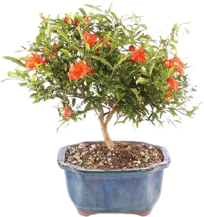 Brussel's Live Dwarf Pomegranate Indoor Bonsai Tree - 5 Years Old; 8" to 12" Tall with Decorative Container, Humidity Tray & Deco Rock