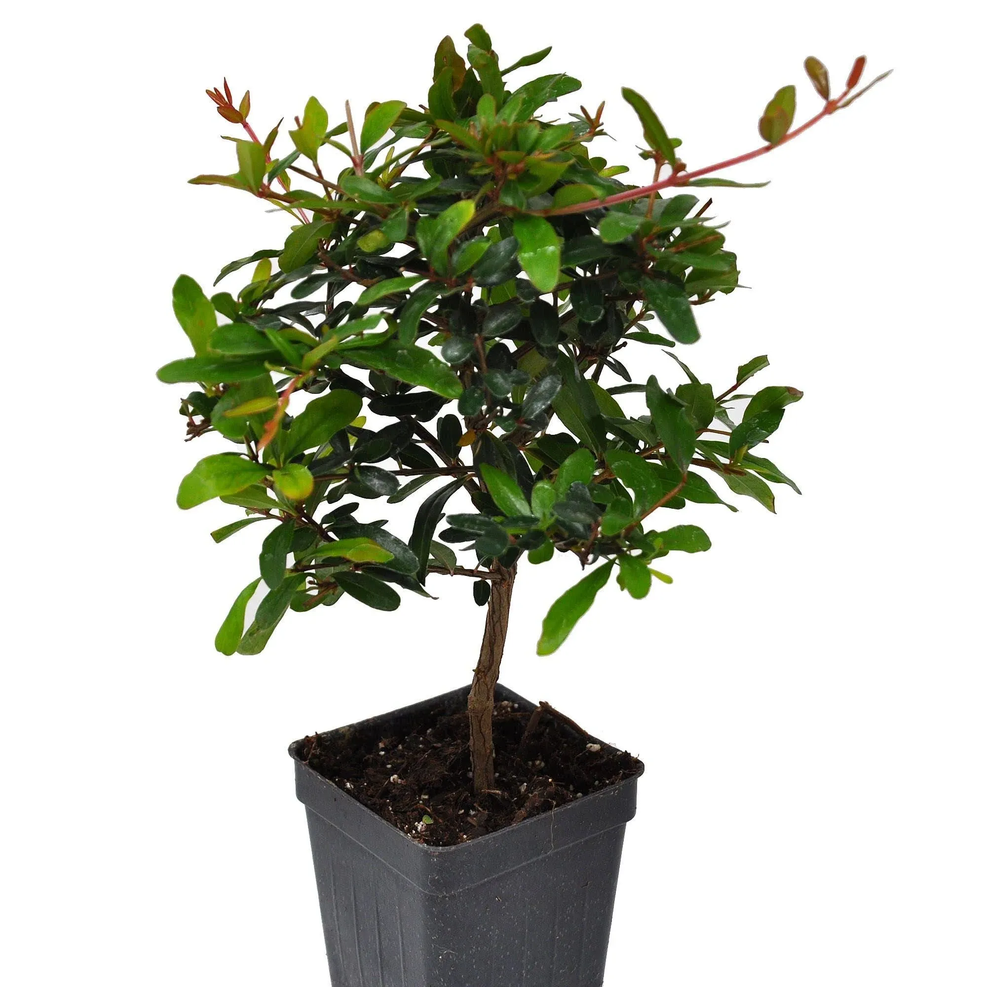 Punica granatum 'Nana', Dwarf Pomegranate, Carthaginian Apple, Dwarf Pomegranate Bonsai Tree, Compact Flowering Tree, Flowering and Fruiting, ContainerSize: 3" (2.6x3.5")