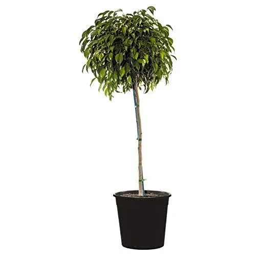 Ficus Benjamina Weeping Fig Standard Live Plant