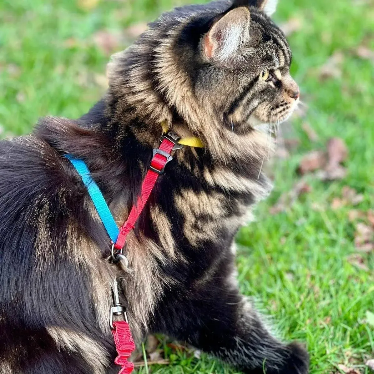 "The Day Tripper" Adjustable H-Style Cat Harness & Bungee Leash