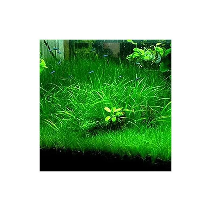 Aquarium Grass Plant Seeds Water Grasses Random Dwarf Aquatic Plant Grass Seeds Indoor Plant Seeds Oxygenating Weed Live Pond Plant Seeds,Fish Aquatic Decor-Large Grass