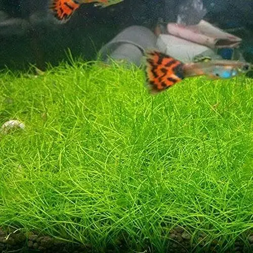 Aquarium Grass Plant Seeds Water Grasses Random Dwarf Aquatic Plant Grass Seeds Indoor Plant Seeds Oxygenating Weed Live Pond Plant Seeds,Fish Aquatic Decor-Small Grass