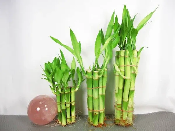 9greenbox: Lucky Bamboo - Set 4x10, 6x10, 8x10