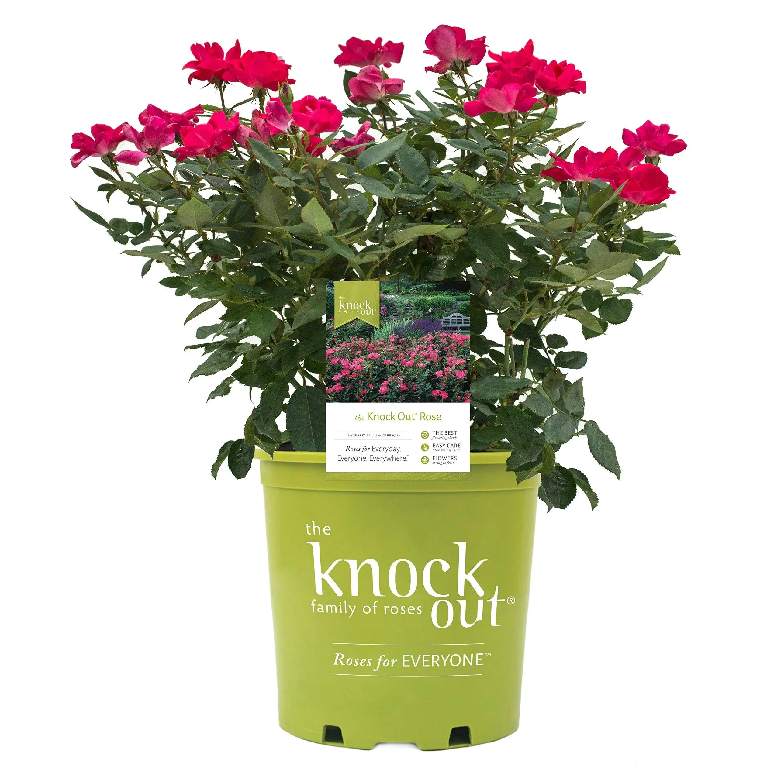 Double Knock Out® Rose