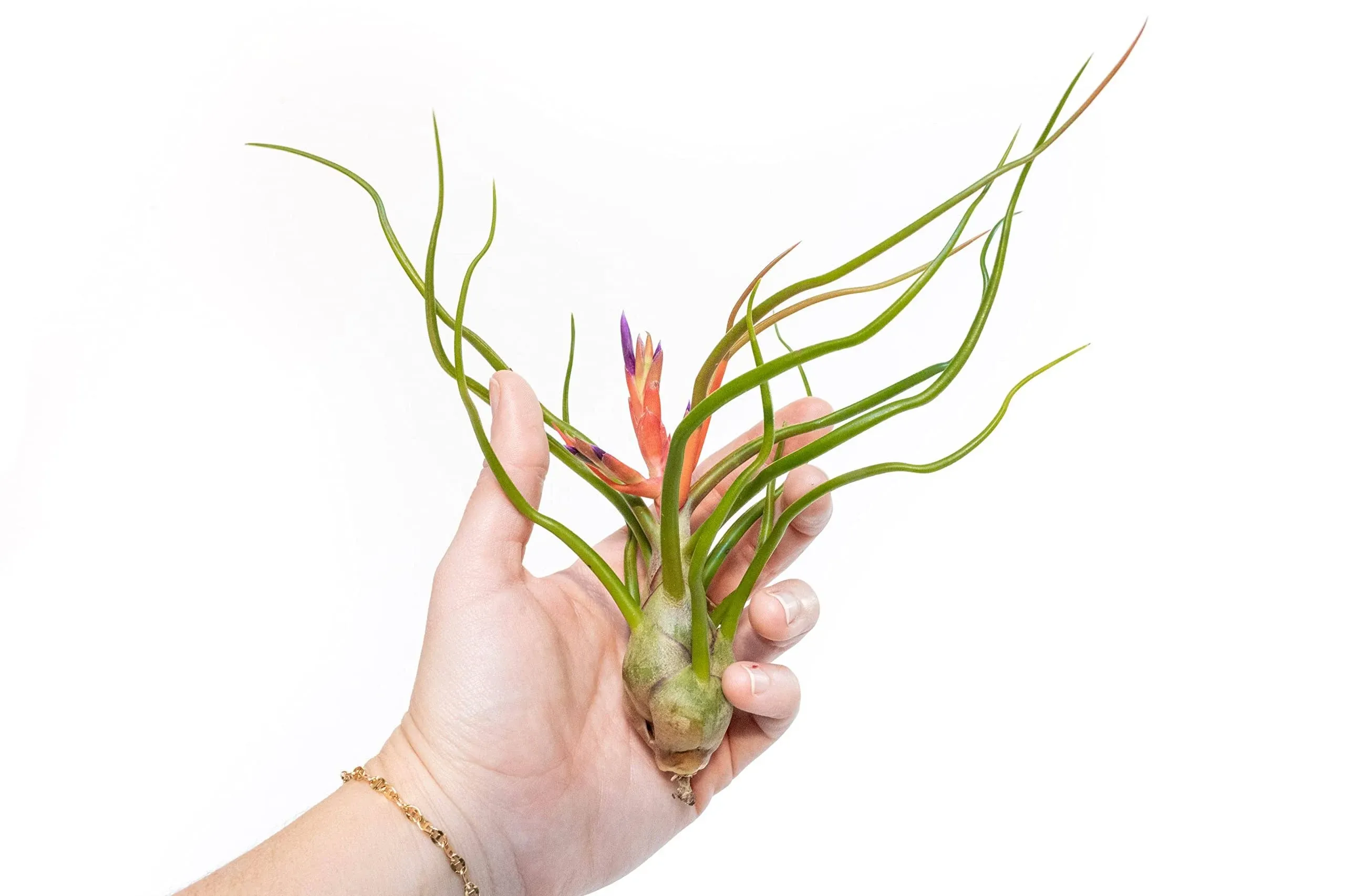 Air Plant Shop Large Bulbosa Belize Air Plants - Succulents - Live Tillandsia - Easy Care Indoor and Outdoor House Plants (Pack of 1)