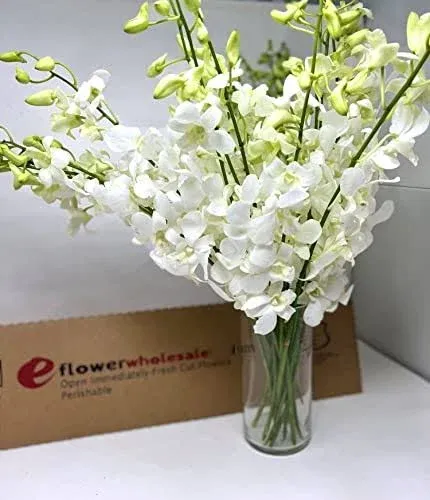 Dendrobium Orchids White 10 Stems x 2 Bunches With Vase