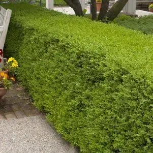 Buxus micro. 'Winter Gem' (Boxwood) Evergreen, shiny green foliage, #3 - Size Container