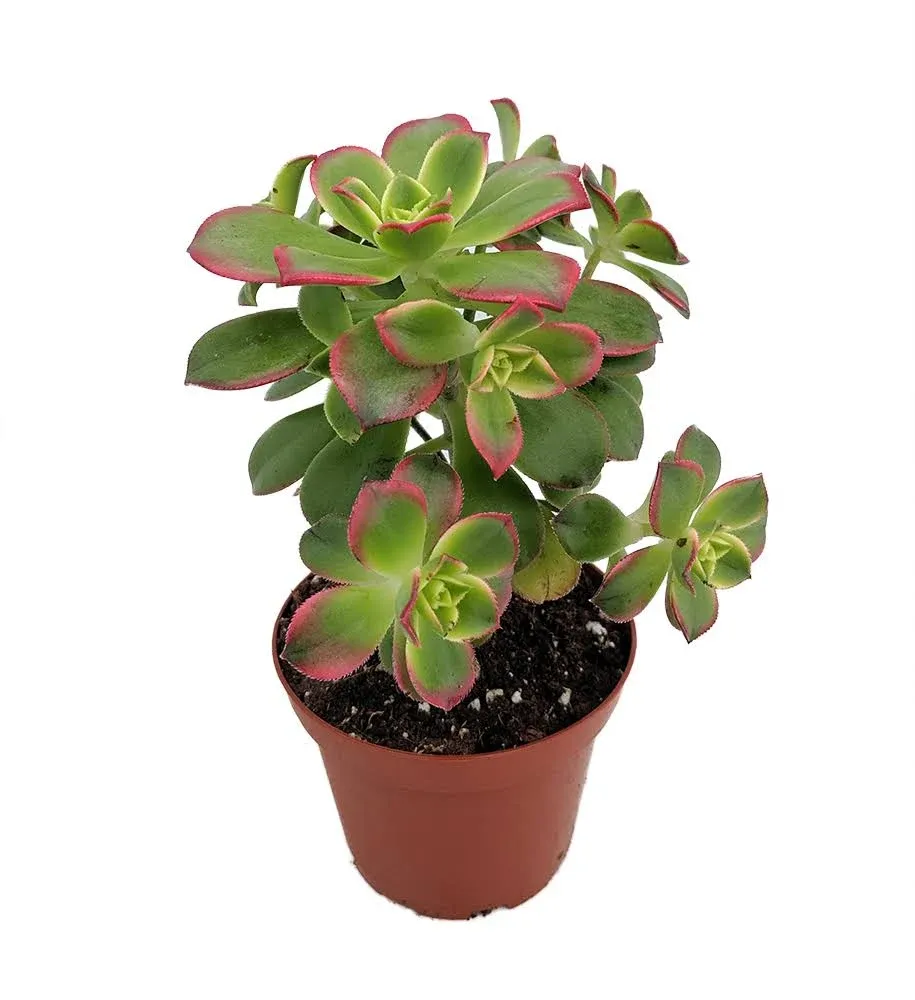 Kiwi Verde Succulent Tree - Aeonium - Easy to Grow Succulent - 2.5" Pot