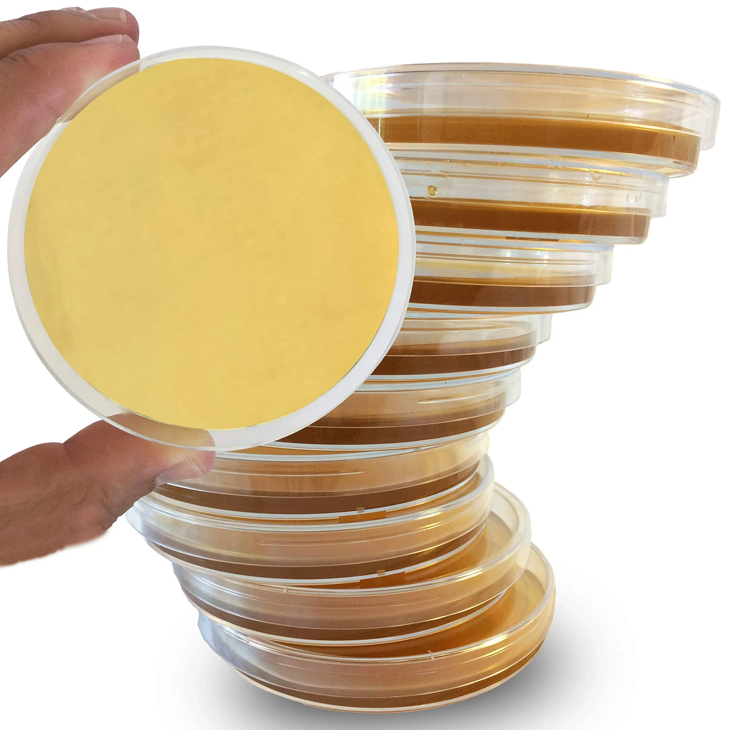 Sabouraud Dextrose Agar Plates - 10 Pack - Evviva Sciences - Excellent for Cultivating Yeasts, Molds, & Other Fungus