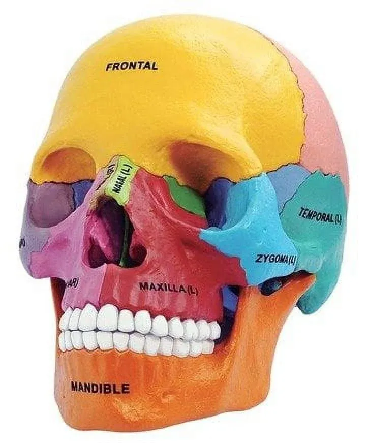 4D Didactic Exploded Human Skull Anatomy Model