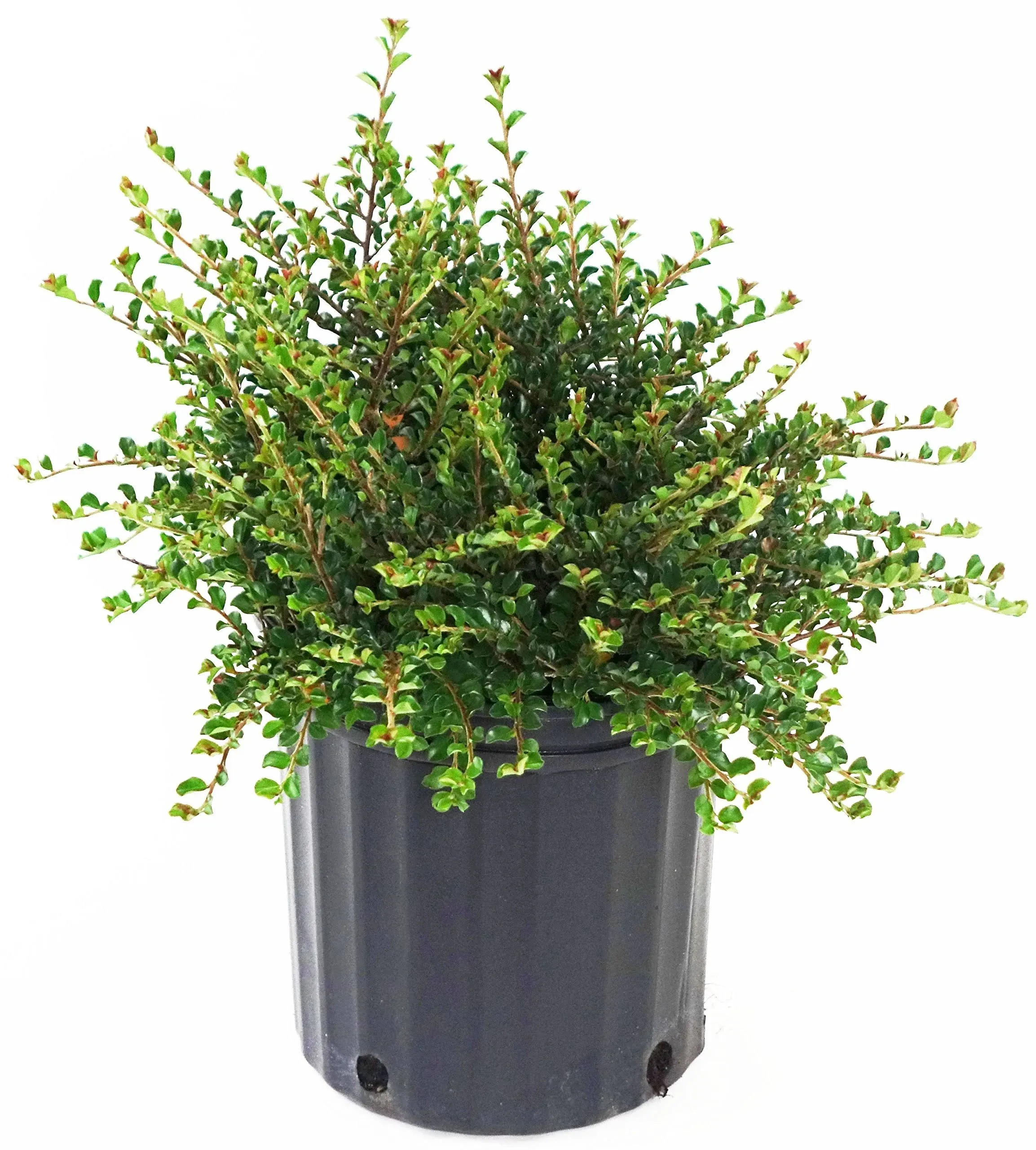 Little Gem Cotoneaster