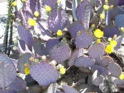 Eunivus 1 Purple Prickly Pear