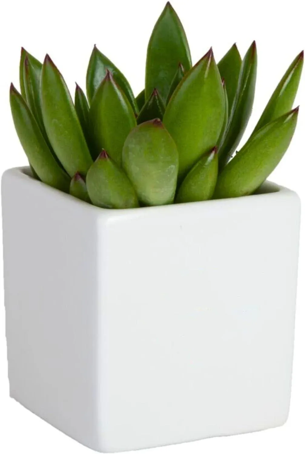 Costa Farms Mini Succulent Live Indoor Plant, Easy to Grow Echeveria Succulent Houseplant in Cute Decor Plant Pot, Tabletop Succulents Office or Room Decor, Housewarming, 4-Inches Tall