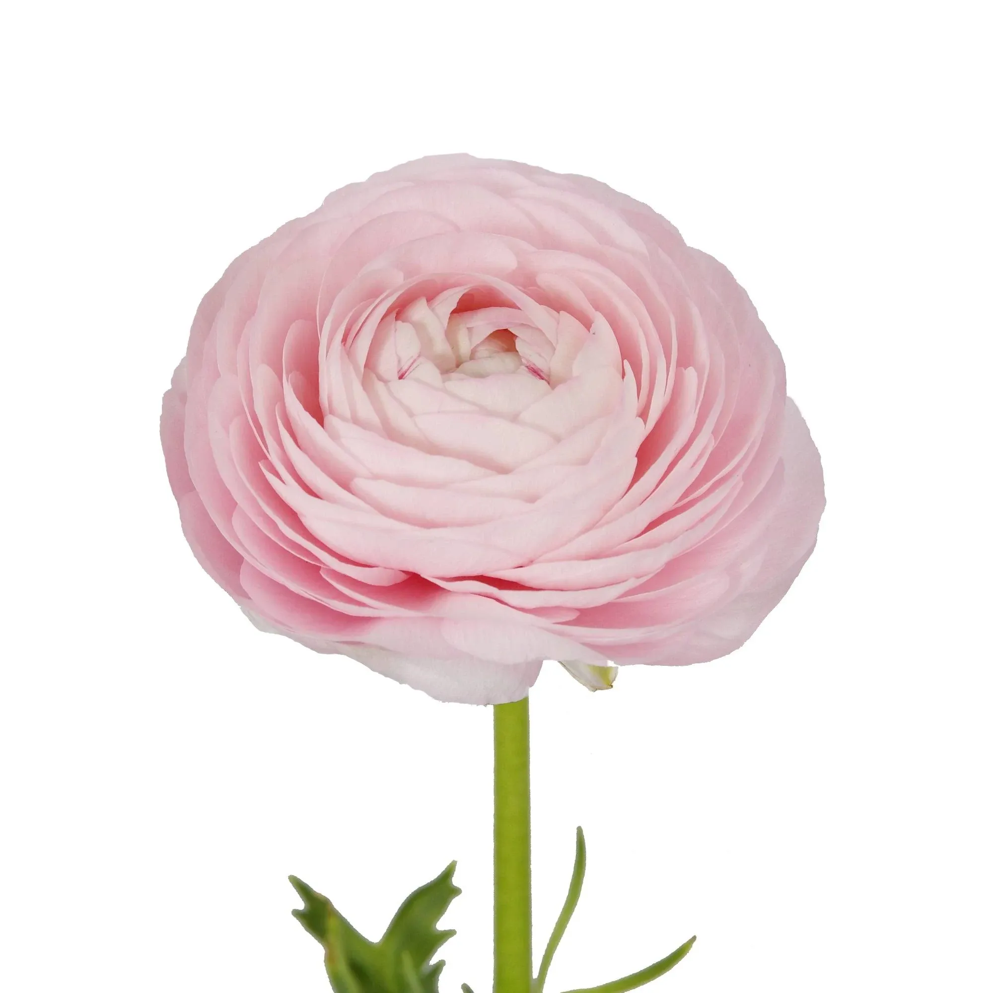 Ranunculus Hot Pink