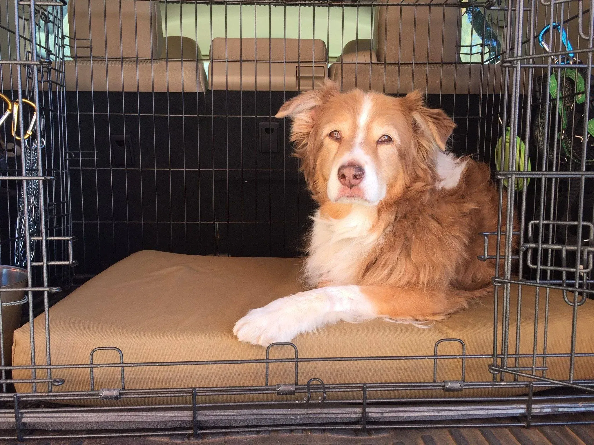 Orthopedic Dog Crate Bed Big Barker