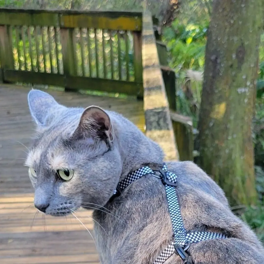 "The Day Tripper" Adjustable H-Style Cat Harness & Bungee Leash