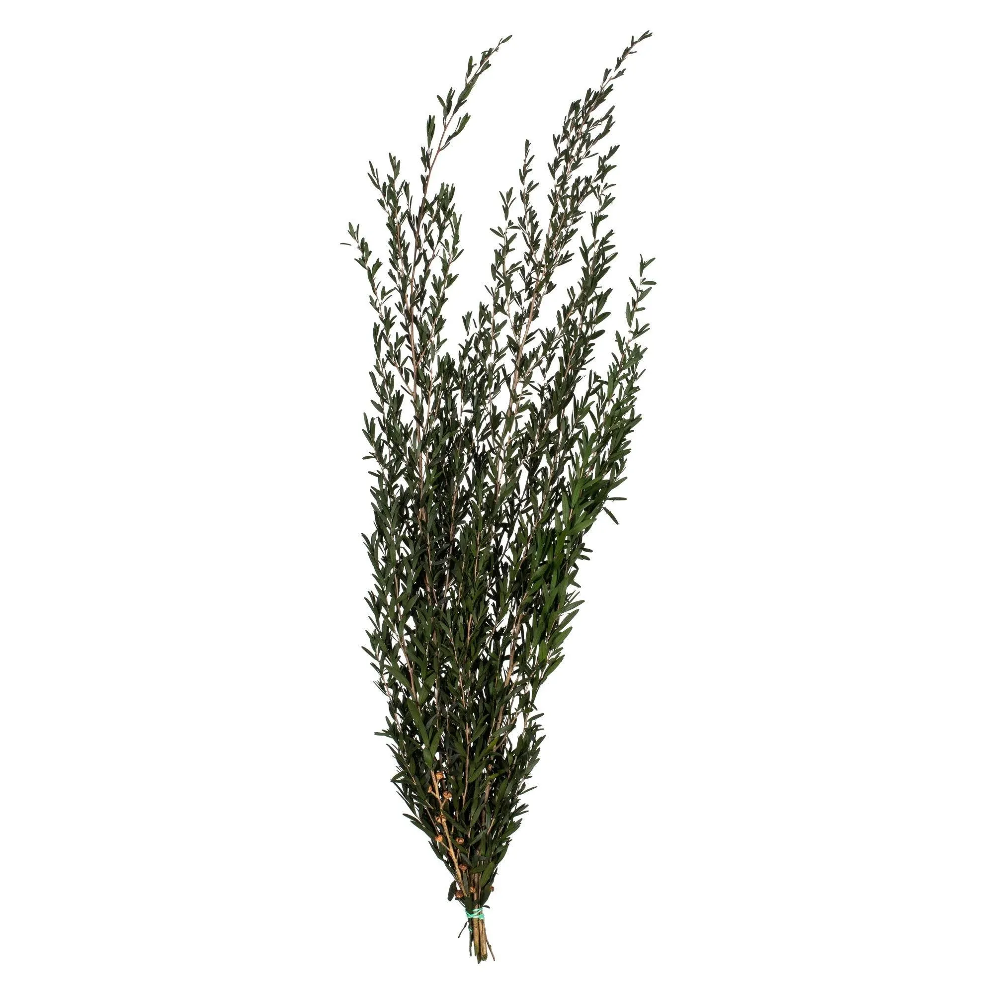 Vickerman 25-36" Green Lepto Longifolia - Real Preserved Foliage - Decor for Home Arrangements - 6 to 7 oz Per Bundle - Greenery Bundle - Natural Arrangement - Rich Color and Texture