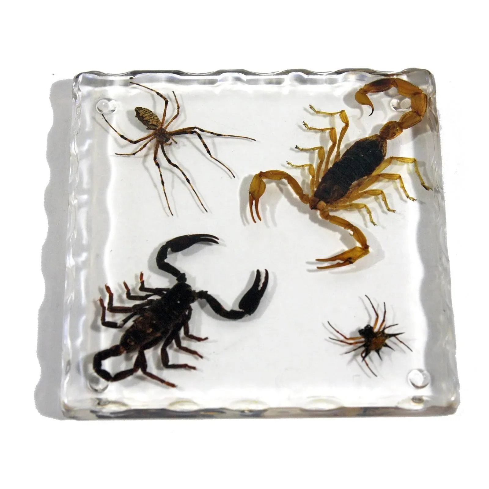 REALBUG Resin Coaster with Golden Scorpion, Black Scorpion Spider & Spiny Spider