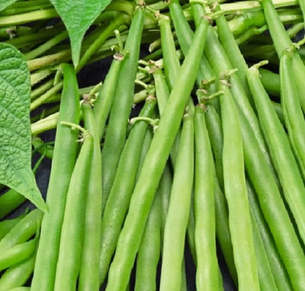 25 Greencrop Bush Bean Seeds | Non-GMO | Heirloom | Fresh Garden Seeds