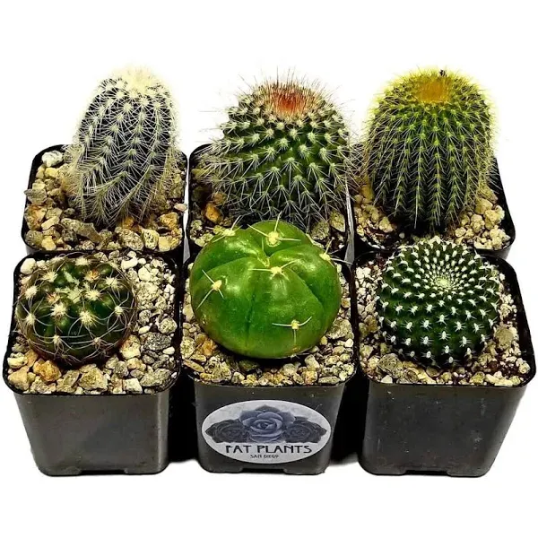 6 Living Cacti Plants FATPLANTS