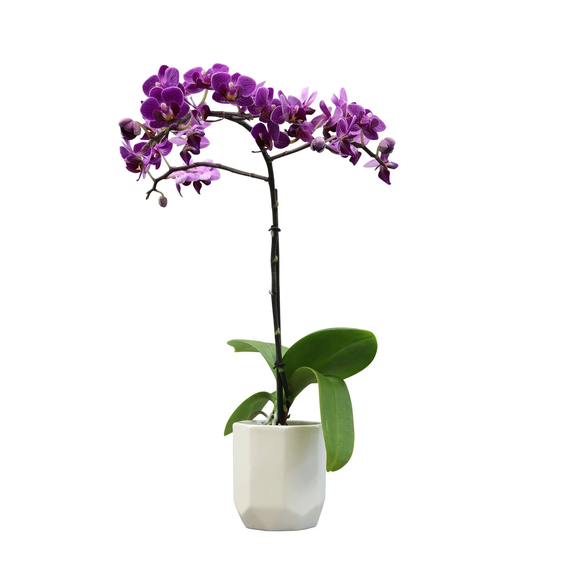 Purple Phalaenopsis Live Orchid Plant Lover Gift &amp; White Orchid Pot, 11-15&#034; T...