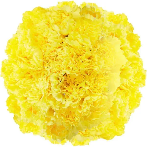 100 Stems of Yellow Carnations- Fresh Flower Delivery