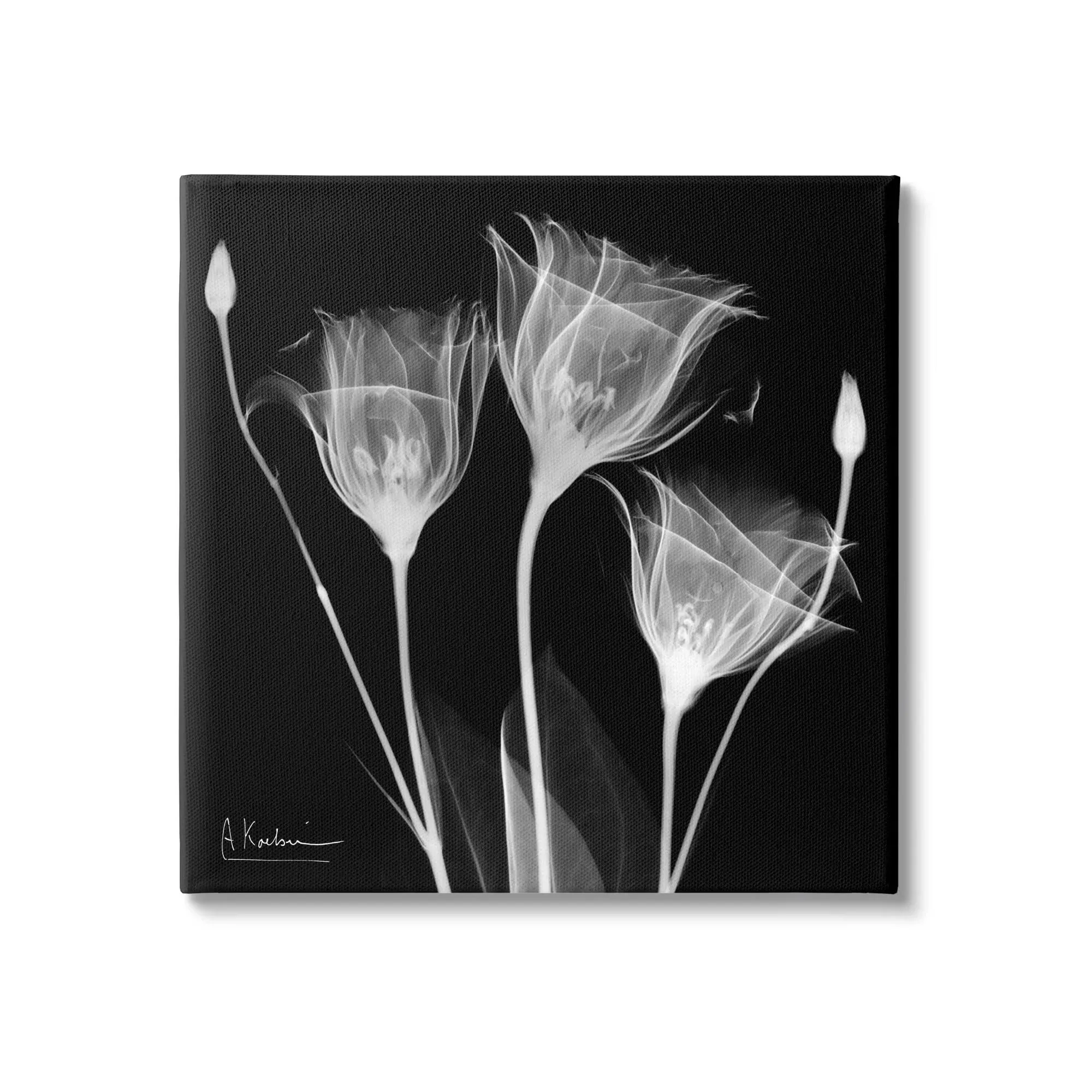 Stupell Industries Contemporary Tulip X-Ray Canvas Wall Art, 17 x 17