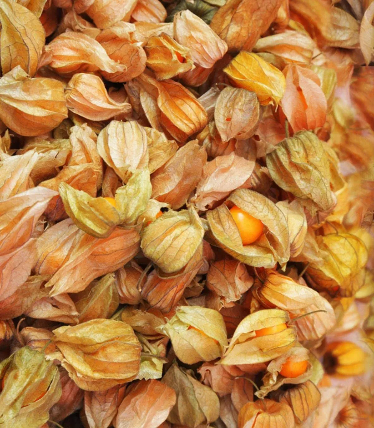 Ground Cherry Aunt Molly's 50 Seeds (Physalis pruinosa) Heirloom - Open Pollinated