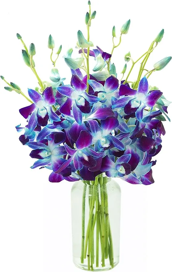 Exotic Sapphire Orchid Bouquet of Blue Orchids from Thailand with Vase - Holidays Collection - KaBloom Prime Next Day - Gift for Birthday,Thank You, Valentine, Mother’s Day Fresh Flowers