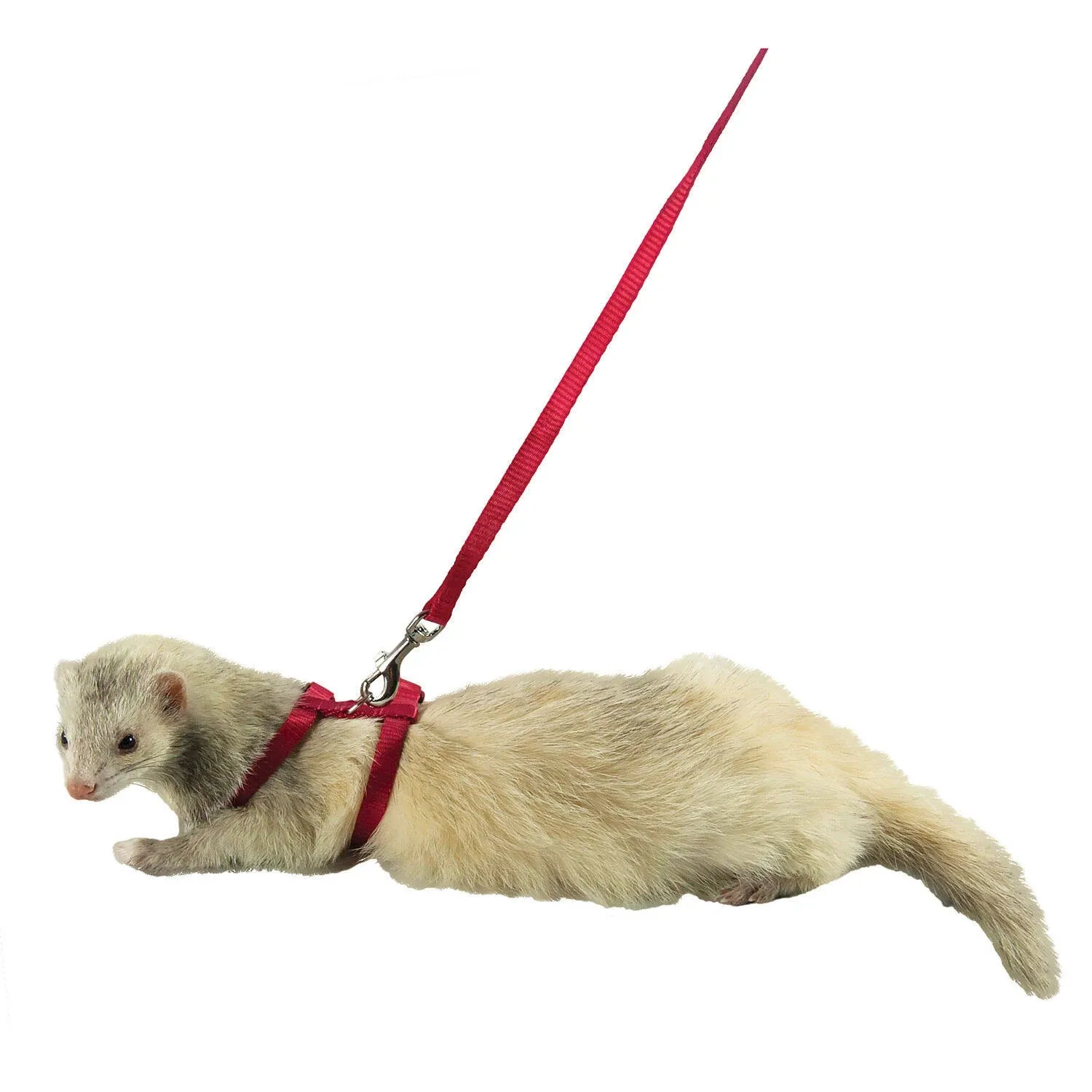 - Ferret Harness And Lead Combo- Red 48 Inches - FP-004