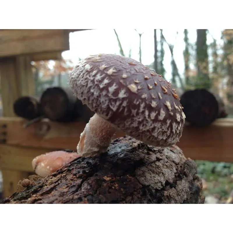 Shiitake Mushroom Log