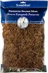 26972 Spanish Moss Preserved Coffee 8oz 200 cubic inch