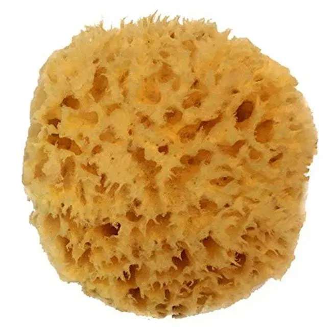 Natural Sea Wool Sponge 4-5" by Spa Destinations ® Amazing Natural Renewable Resource Creating The in Perfect Bath and Shower Experience