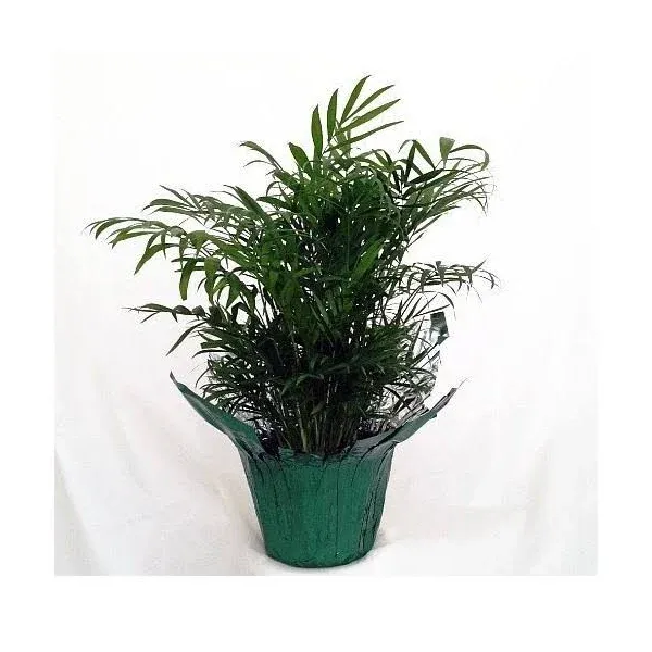 JM BAMBOO-Victorian Parlor Palm - Chamaedorea Elegans - Indestructable