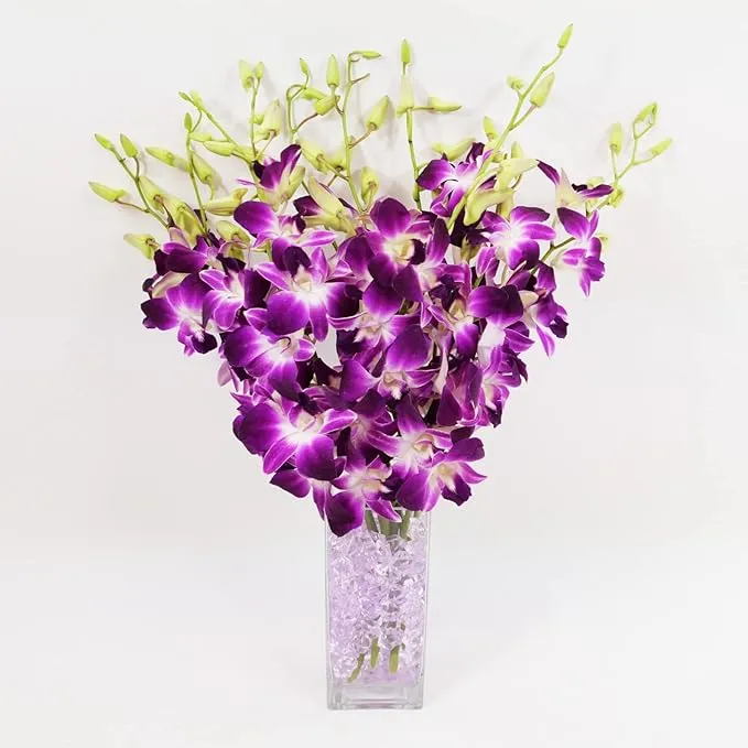 Athena's Garden Fresh Vibrant Purple Dendrobium Sonia/Galaxy/Bombay Cut Orchids ...