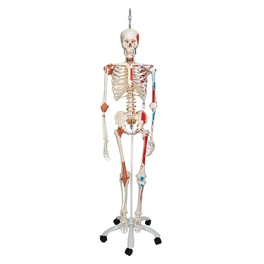 3B Scientific A13/1 Sam the Super Skeleton w/ hanging roller stand - 3B Smart Anatomy