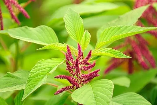 Food to Live Organic Amaranth Grain, 10 Pounds - Non-GMO, 100% Whole Grain, Kosher, Vegan, Bulk Seeds