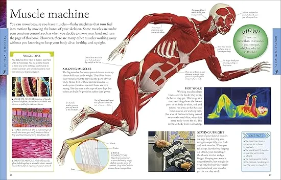 Human Body A Children's Encyclopedia